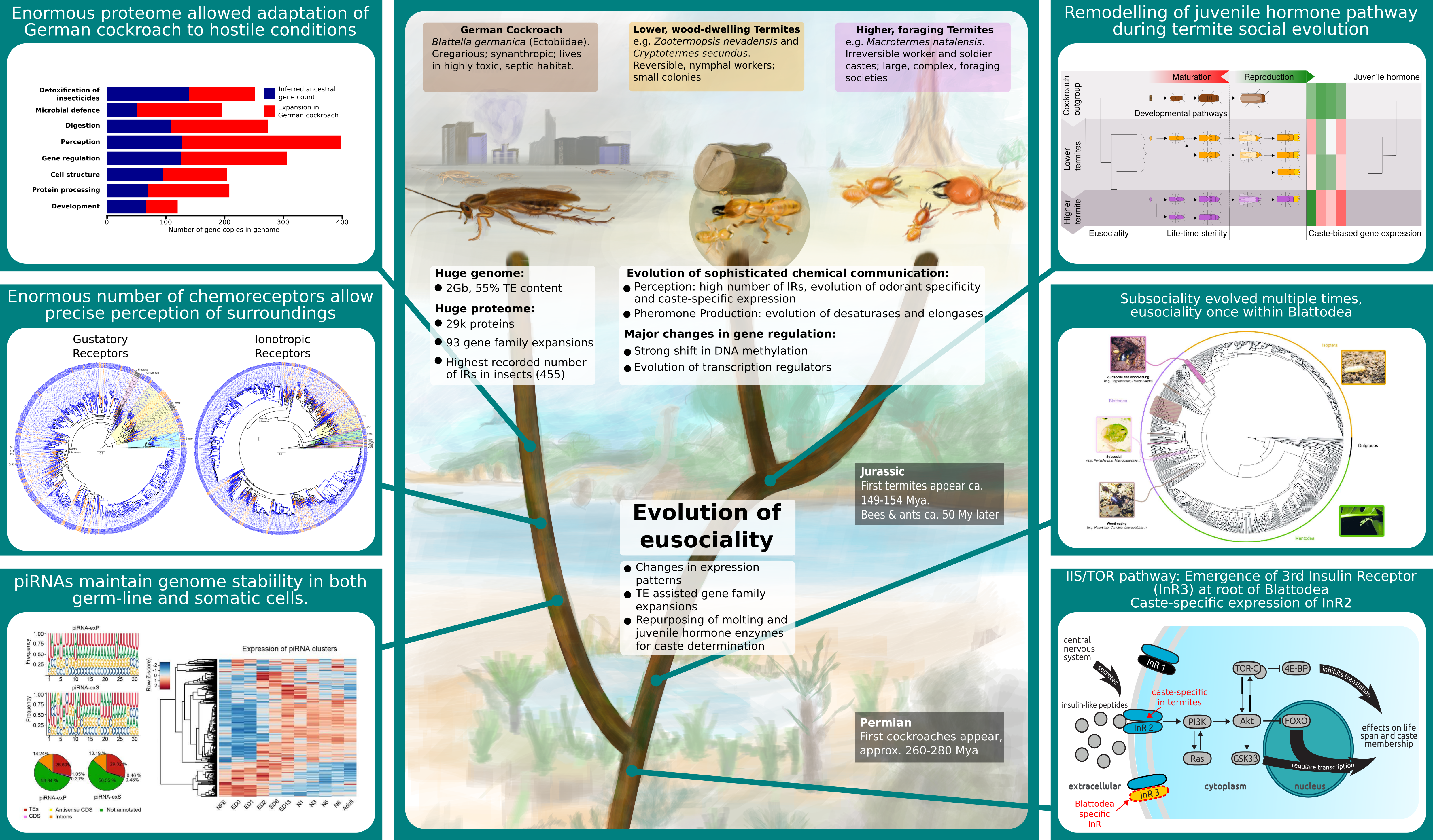 Summary figure of our cockroach and termite genome project. Click to enlarge.